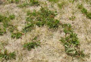 Tips for weed control